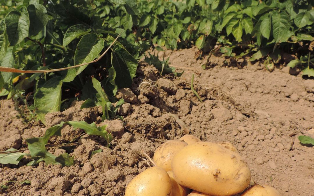 Récolte des Pommes de terre dimanche 11 septembre 2022